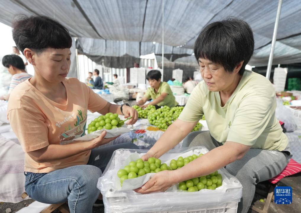 白菜购物网